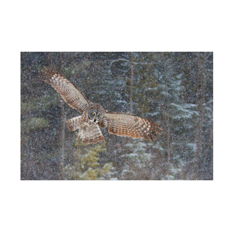 «Jim Cumming Great Grey Owl In Snowfall», art sur toile, H 12 po x l 19 po