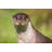 European Otter by Turbohampster - Wrapped Canvas Print-1818738712