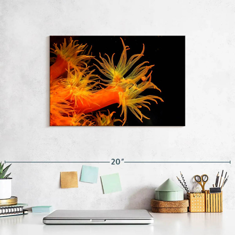 Brampt Sun Polyps, 8" H x 12" W