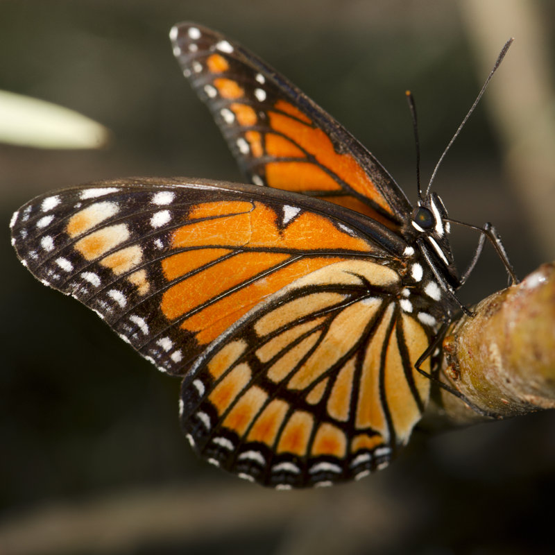 Monarch Butterfly by ElementalImaging - Wrapped Canvas Print, 76cm H x 76cm W