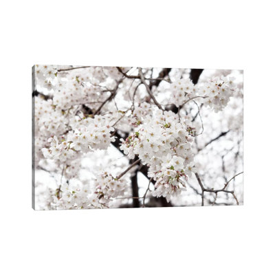 White Sakura Cherry Blossom by Philippe Hugonnard - Wrapped Canvas Gallery-Wrapped Canvas Giclée