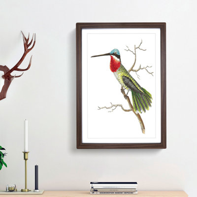 Stripe-Cheeked Hummingbird by George Shaw - Framed Print