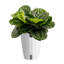 Calathea in Décor Planter