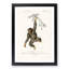 Chimpanzee by Charles D'Orbigny - Picture Frame Painting Print-55545871-55545870