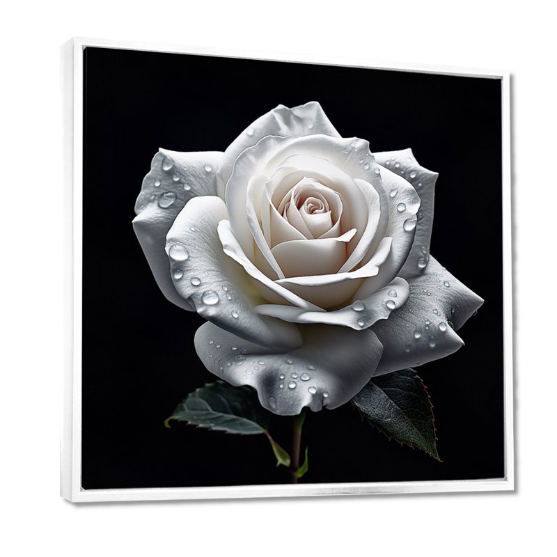 Blooming White Rose On Black - Rose, art mural, H 36 po x l 36 po x P 1,5 po, Toile encadrée flottée blanche
