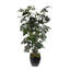 91"H Artifical Fishtail Palm Tree in Black Tapered Tin Pot