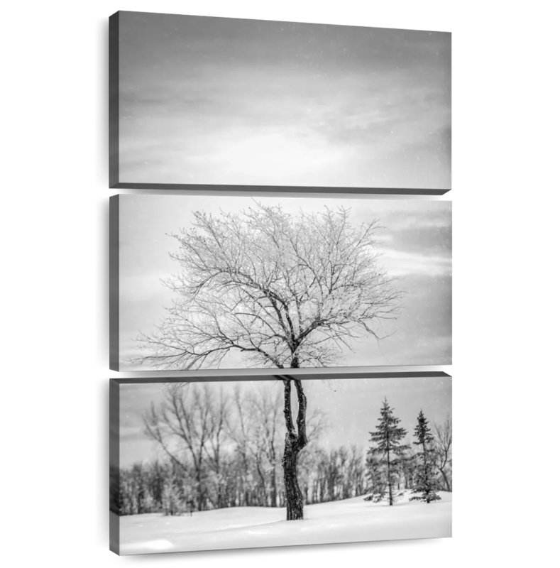 Arbre solitaire Harnek recouvert de neige en BW, H 32 po x l 20 po