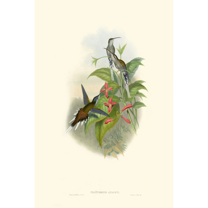 Hummingbird Delight IV by John Gould - Painting, 122 cm H x 81 cm W, Black Floater Framed