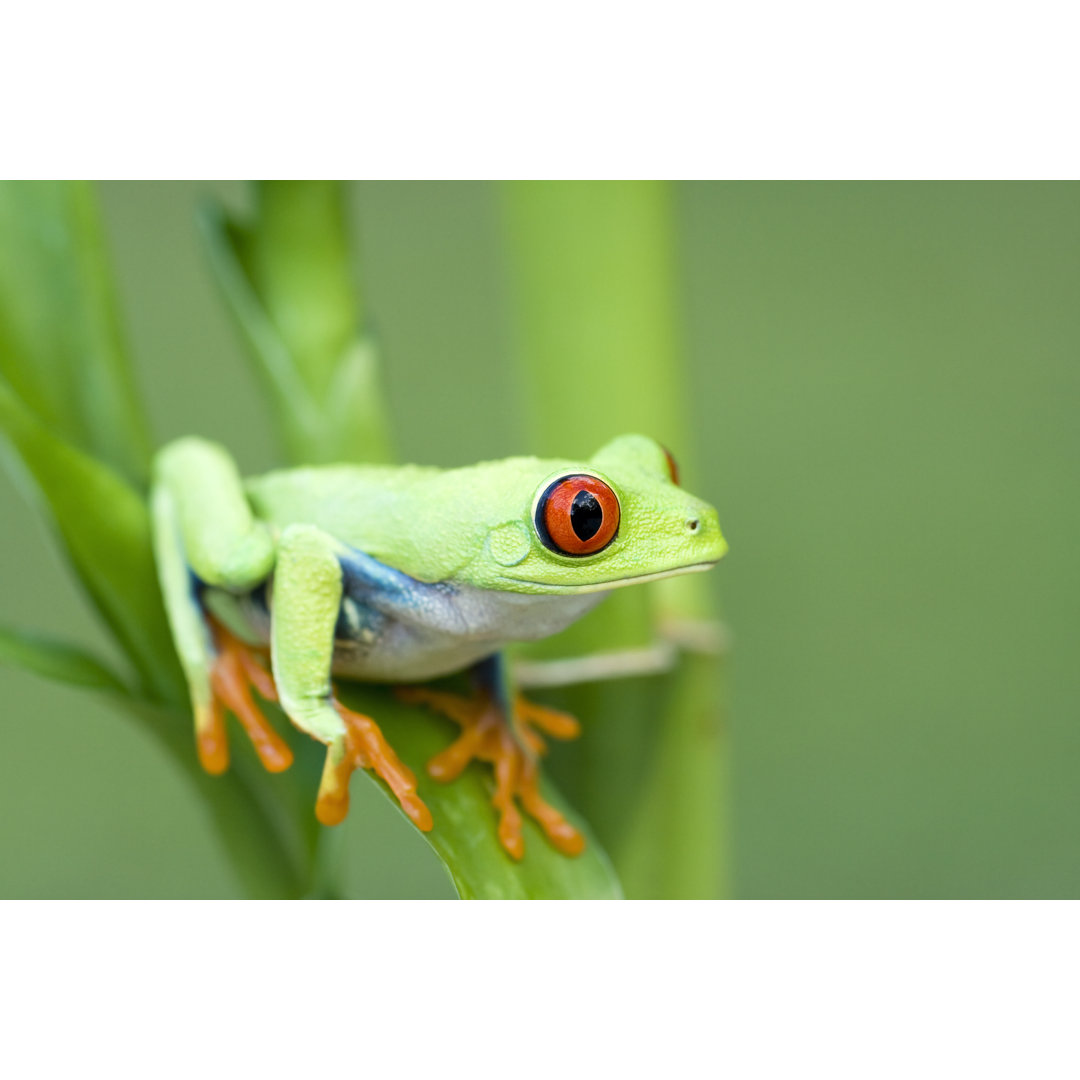 Frühlingsfarbe Rotaugenlaubfrosch von Mark Kostich - Ohne Rahmen auf Leinwand