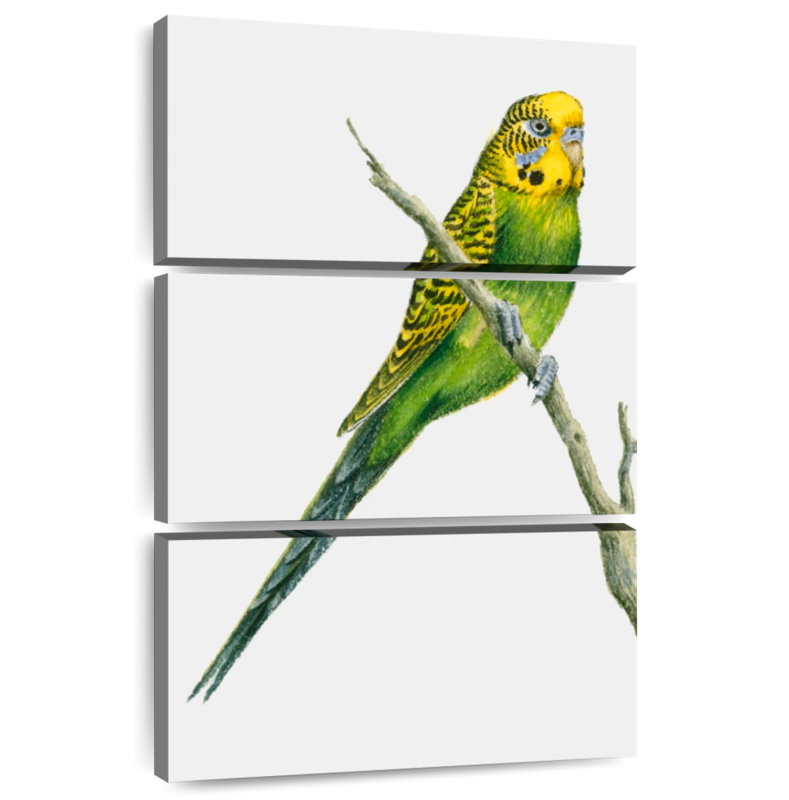Brampt Perched Budgerigar, 38" H x 24" W