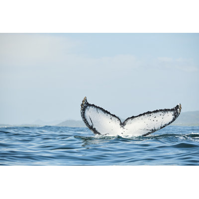 Strong Whale Tail by SellOnlineMarketing - Wrapped Canvas Print