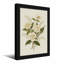 Plantes et fleurs roses blanches et muguet-705401227-705401333-705401334