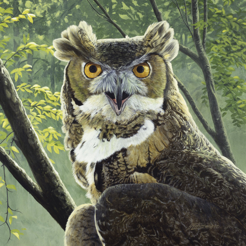 «Great Horned Owl» par Fred Szatkowski - photographie sur toile tendue, H 36 po x l 36 po x P 1,25 po