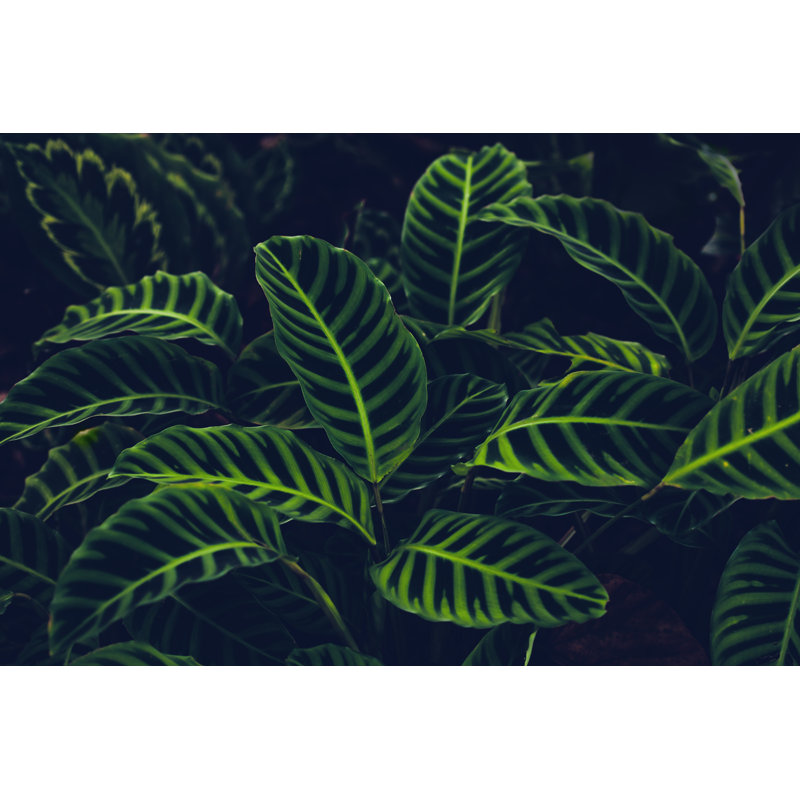 Jungle Leaves Background by Jasmina007 - Wrapped Canvas Print, 51cm H x 76cm W x 3.8cm D