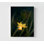 Narcisse par Judy Stalus, reproduction de photo de jonquille, photographie de fleur jaune encadrée, photo de fleur de printemps, photographie de fleur délicate