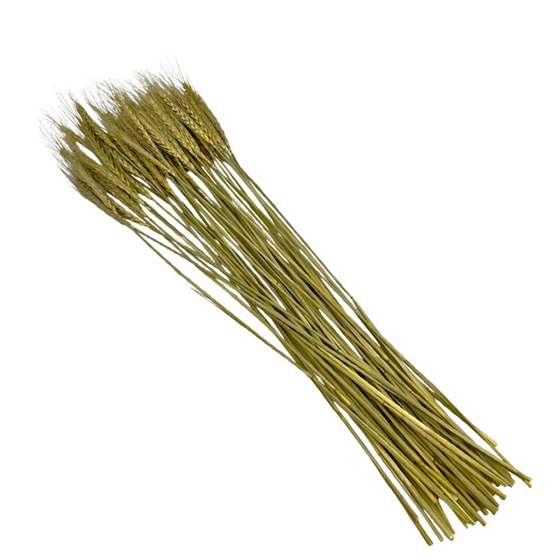 Bouquet de blé séché préservé Madaket, Naturel