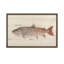Qinling Lenok Print-1217917616