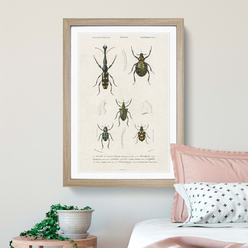 Beetle Illustrations PL.9 by Charles D'Orbigny Framed Print, Oak Framed, 33cm H x 24cm W x 2cm D