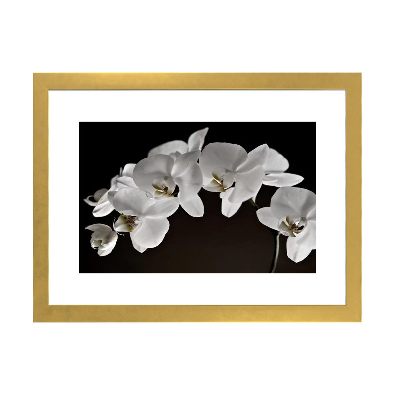 Orchidées - reproduction de photo, Papier encadré doré, H 24 po x l 32 po x P 1 po