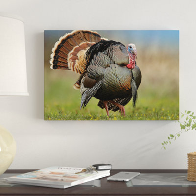 " Wild Turkey Male In Courtship Display, Palo Duro Canyon State Park, Texas II " Color Photography Print