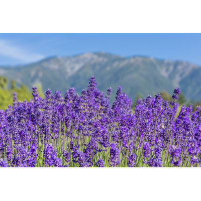 Blooming Lavender by AnastasiaRas - Wrapped Canvas Print