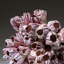 Genuine Purple Acorn Barnacle Cluster (1.5 Lbs)
