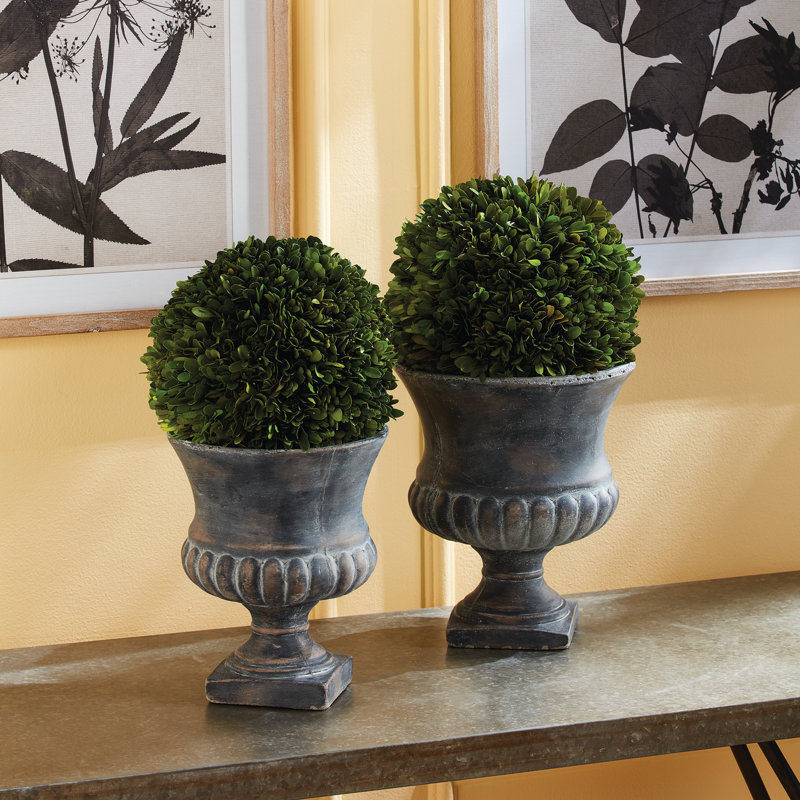 Preserved Greens Topiary, Hedge Plant in, 12" H x 12" W x 12" D