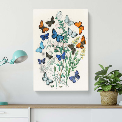 Butterflies & Moths - Wrapped Canvas Painting