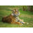 Serenetiger - Wrapped Canvas Print-1413516557