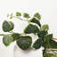 Hanging Plants 90cm Faux Plant in Planter