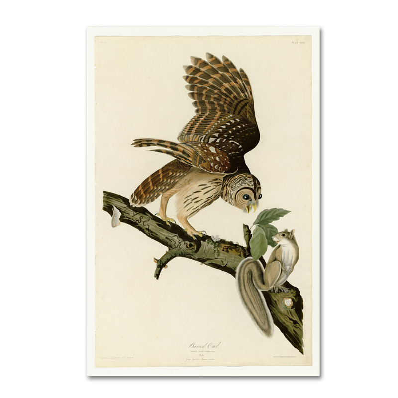 « barried owlplate 46 », reproduction sur toile tendue, H 32 po x l 22 po