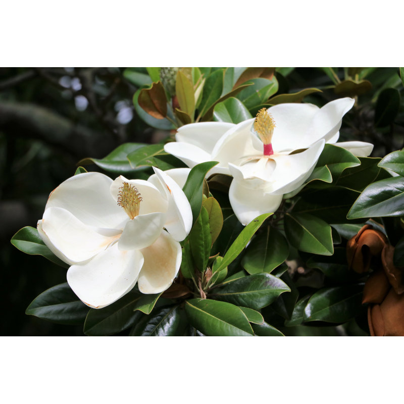 «White Flowers» par Claranila - Photographie sur toile tendue, H 8 po x l 12 po