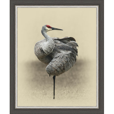 « sandhill grues », reproduction d’impression sur toile encadrée