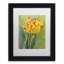 " Rembrandt Tulip "-32709226-32709229