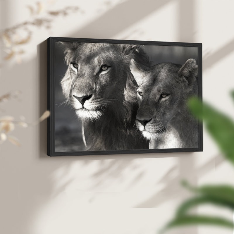 Lion et lionne - reproduction encadrée - réarmable, H 16 po x l 20 po, Noir