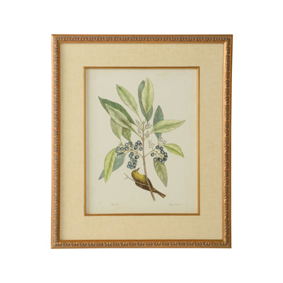 Catesby Bird And Botanical V Print
