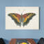 « Beautiful Butterfly IV », reproduction d’art sur toile tendue-18139670