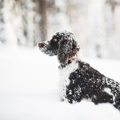 Springespaniel dans la neige par Knape