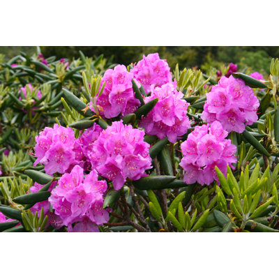 " Blooming Rhododendron " by Duncanecampbell