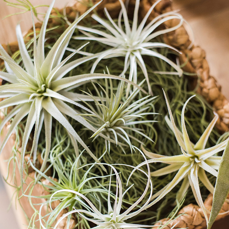 Ensemble de 4 plantes de bureau tillandsia artificielle capitata