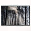 «Sunbeam Through Black White Forest», photographie-35125693-35125680