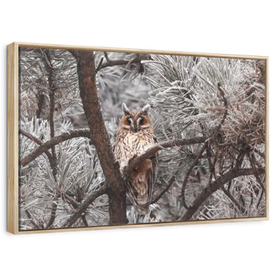 Great Horned Owl