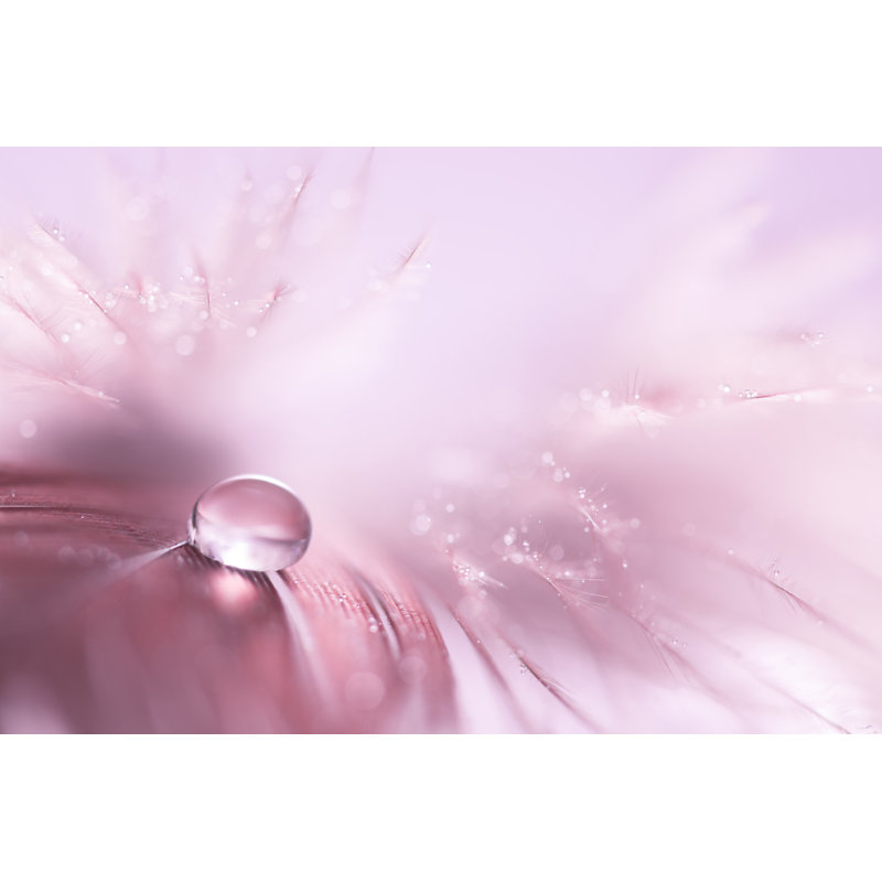 Delicate Bird Feather by Yulia Gusterina - Wrapped Canvas Print, 30cm H x 46cm W x 3.8cm D