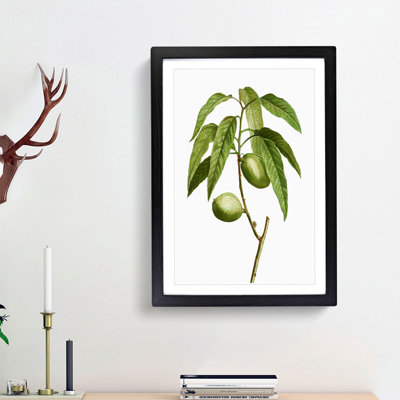 Almond Tree Branch by Pierre-Joseph Redoute - Framed Print