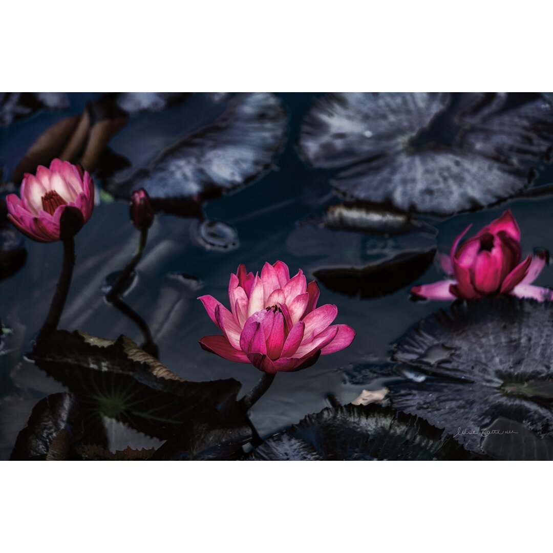 Leinwandbild Waterlilies von Elise Catterall