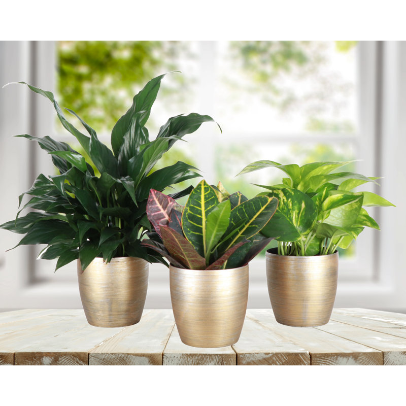 Plant in Pot, White
