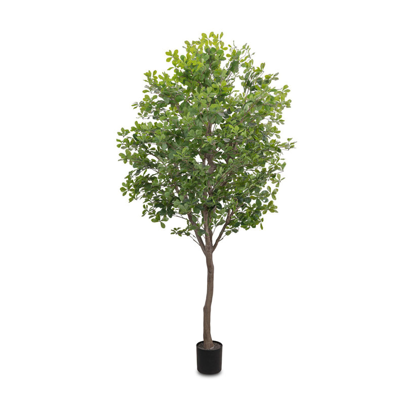 Faux Aralia Tree-Faux Aralia Tree-8'