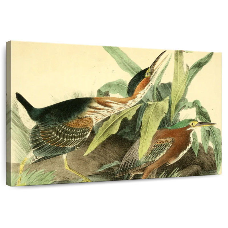 Bramon, héron vert d'oiseaux d'Amérique, H 30 po x l 45 po