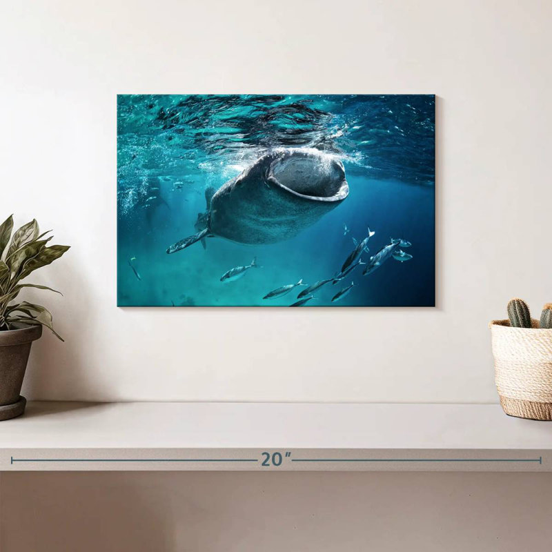 Brampt Gaping Whale Shark, 8" H x 12" W