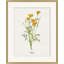 Valley Wildflower Poppy Print by Nathan Turner